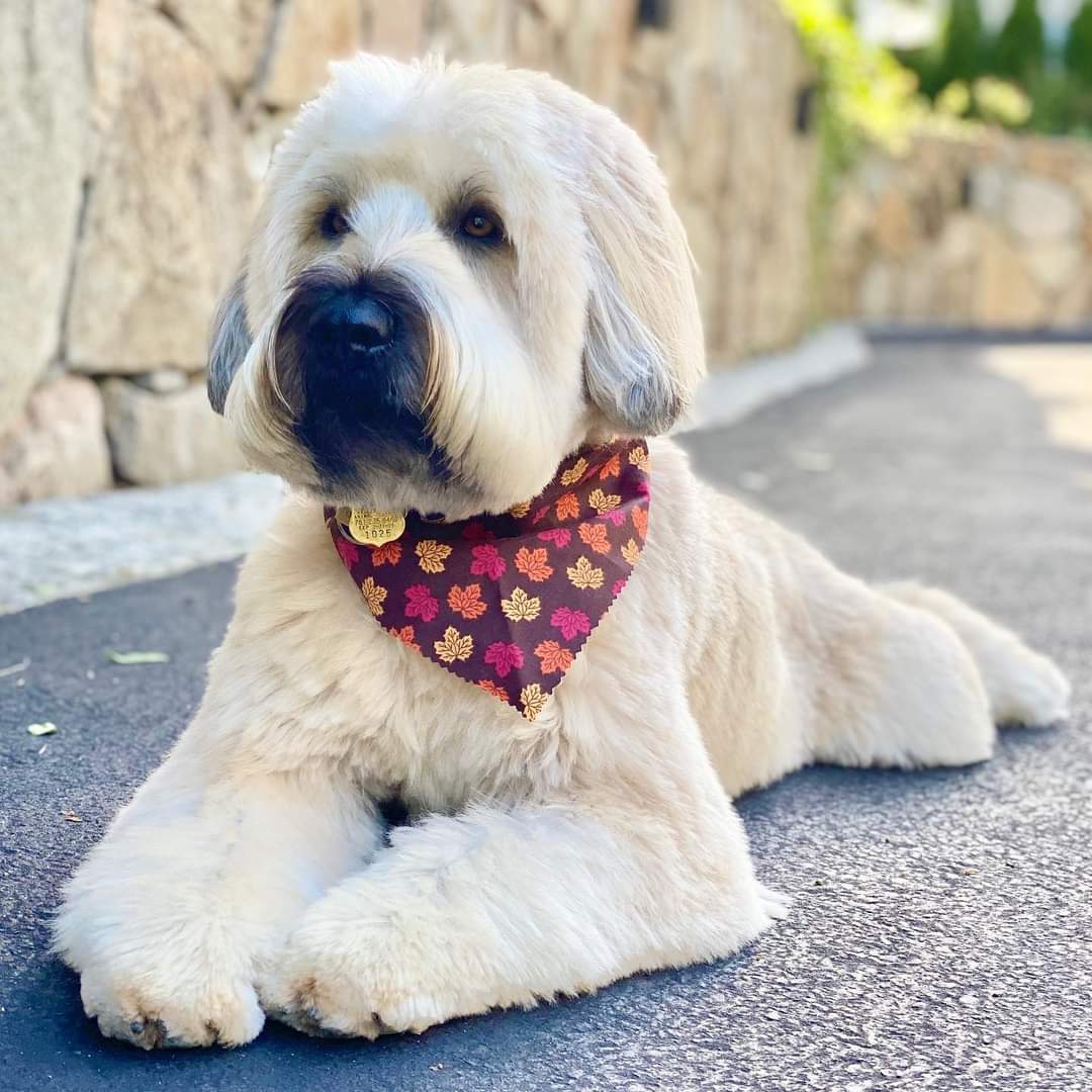 AKC Registered Dogs OFA Certified Dogs