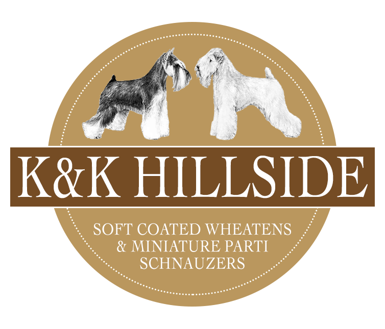 K&K Hillside Soft Coated Wheatens and Miniature Parti Schnauzer Breader OFA Certified Dogs