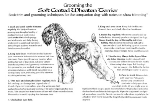 Certified Schnauzer Dog Groomer Dog Groomer Massachusetts