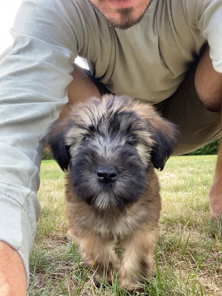 AKC Registered Dogs OFA Certified Dogs