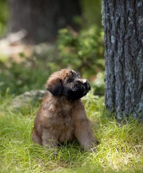 Certified Dog Groomers  Certified Wheaten Groomer