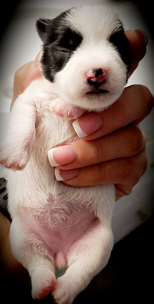 AKC Registered Dogs OFA Certified Dogs