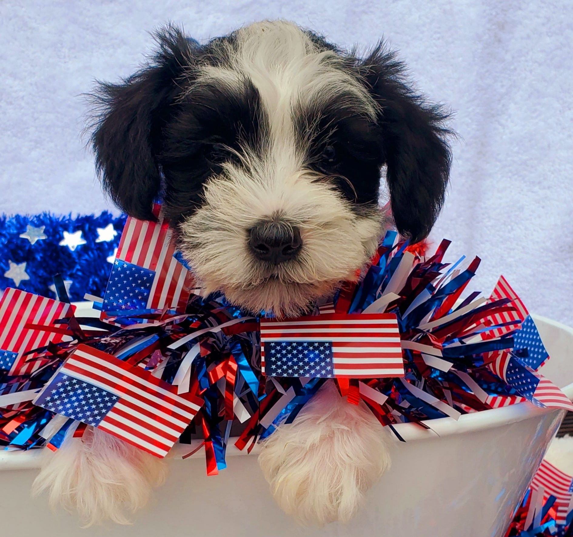 AKC Registered Dogs OFA Certified Dogs